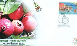 Uniquely tinctured guavas Uniquely tinctured guavas