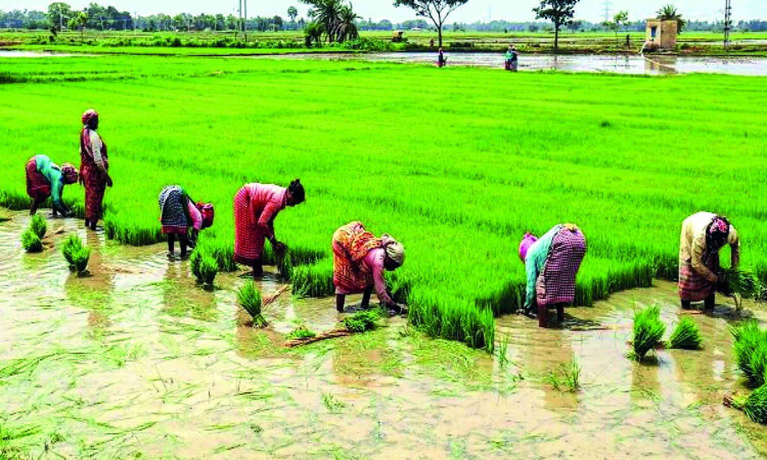 Govt assures on fertiliser availability during Kharif season; says subsidy may rise to `2.5 lakh cr in FY23