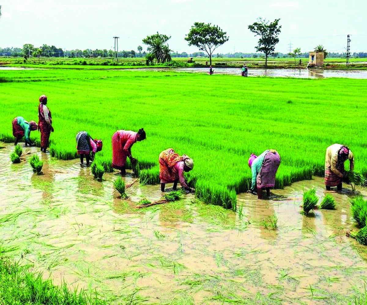 Govt assures on fertiliser availability during Kharif season; says subsidy may rise to `2.5 lakh cr in FY23 Govt assures on fertiliser availability during Kharif season; says subsidy may rise to `2.5 lakh cr in FY23