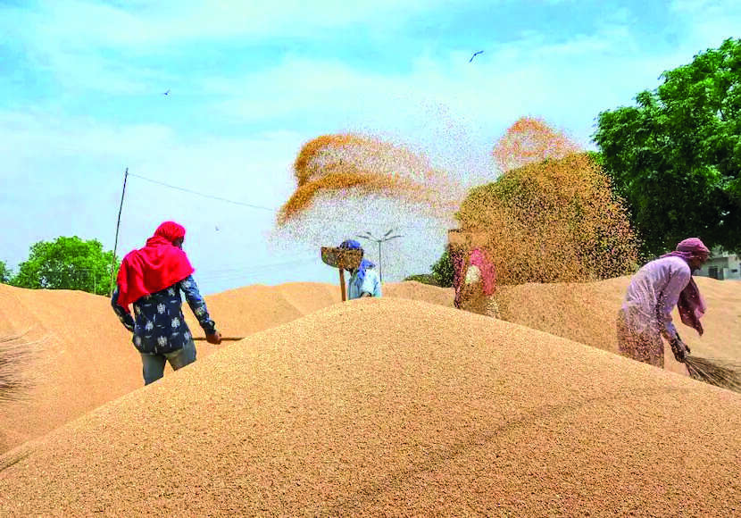Wheat procurement down 44% till May 1 Wheat procurement down 44% till May 1