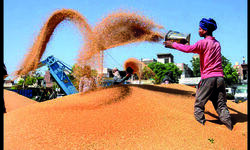 Punjab to conclude procurement of wheat from May 5