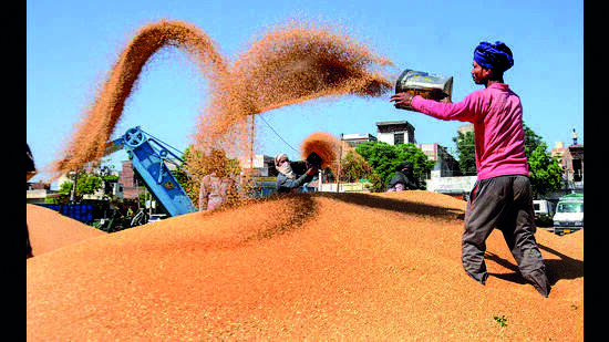Punjab to conclude procurement of wheat from May 5 Punjab to conclude procurement of wheat from May 5