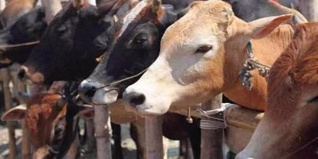 MP: 9 people held after 2 tribal men beaten to death on suspicion of cow slaughter MP: 9 people held after 2 tribal men beaten to death on suspicion of cow slaughter