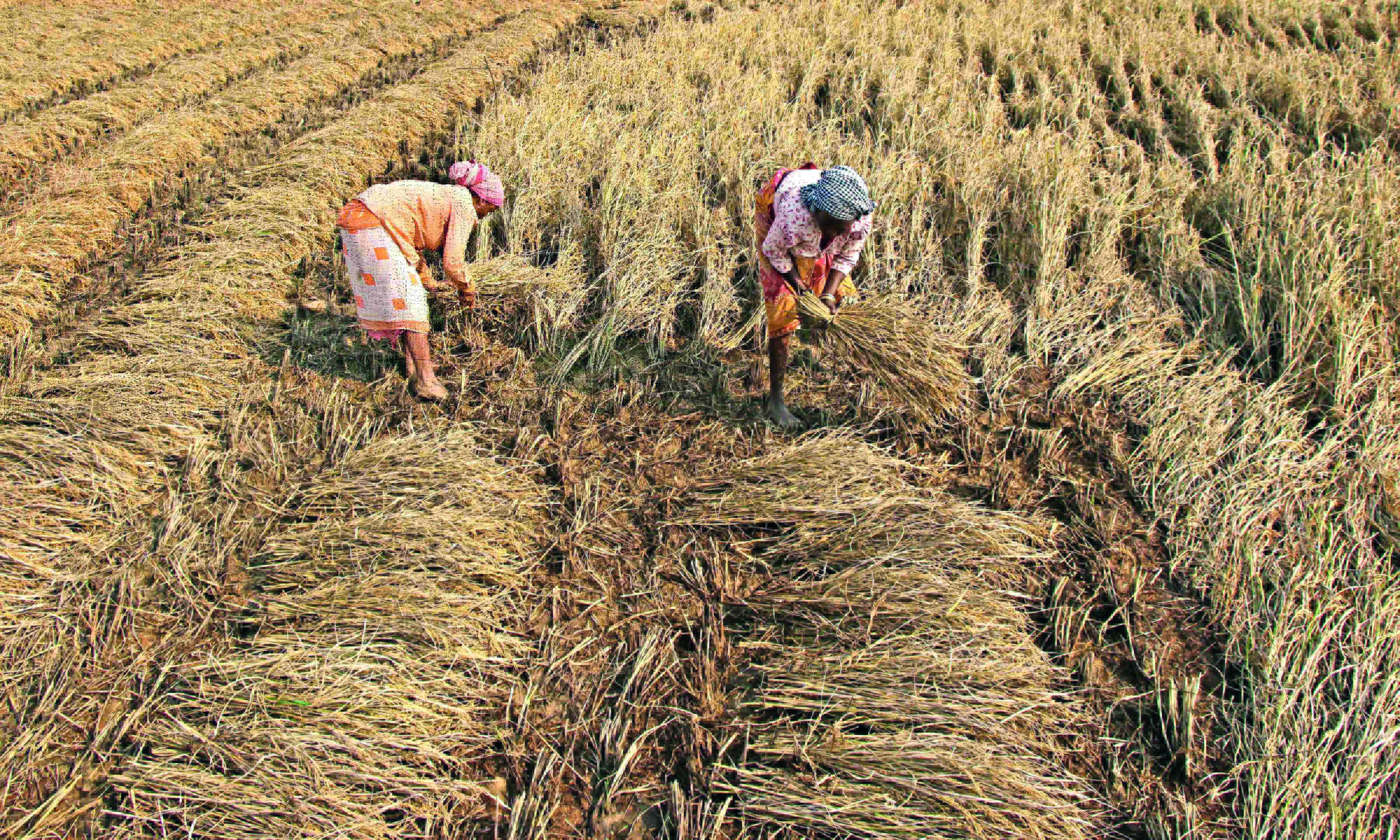 State revises procurement of paddy from 49 metric tonnes to 55 MT State revises procurement of paddy from 49 metric tonnes to 55 MT
