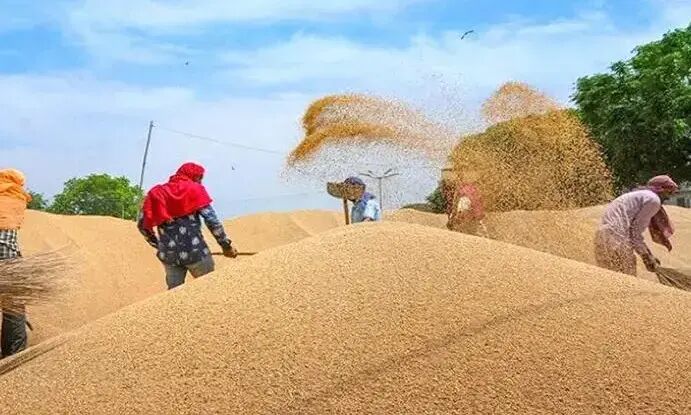 India prohibits wheat exports with immediate effect India prohibits wheat exports with immediate effect