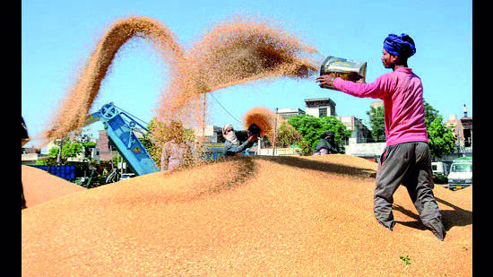 Wheat procurement deadline extended till May 31 in 6 states Wheat procurement deadline extended till May 31 in 6 states