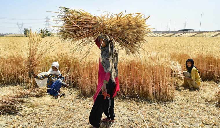 Govt allows exporting wheat consignments registered with customs authority prior to ban order Govt allows exporting wheat consignments registered with customs authority prior to ban order