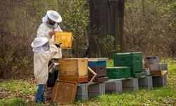 Augmenting beekeeping Augmenting beekeeping
