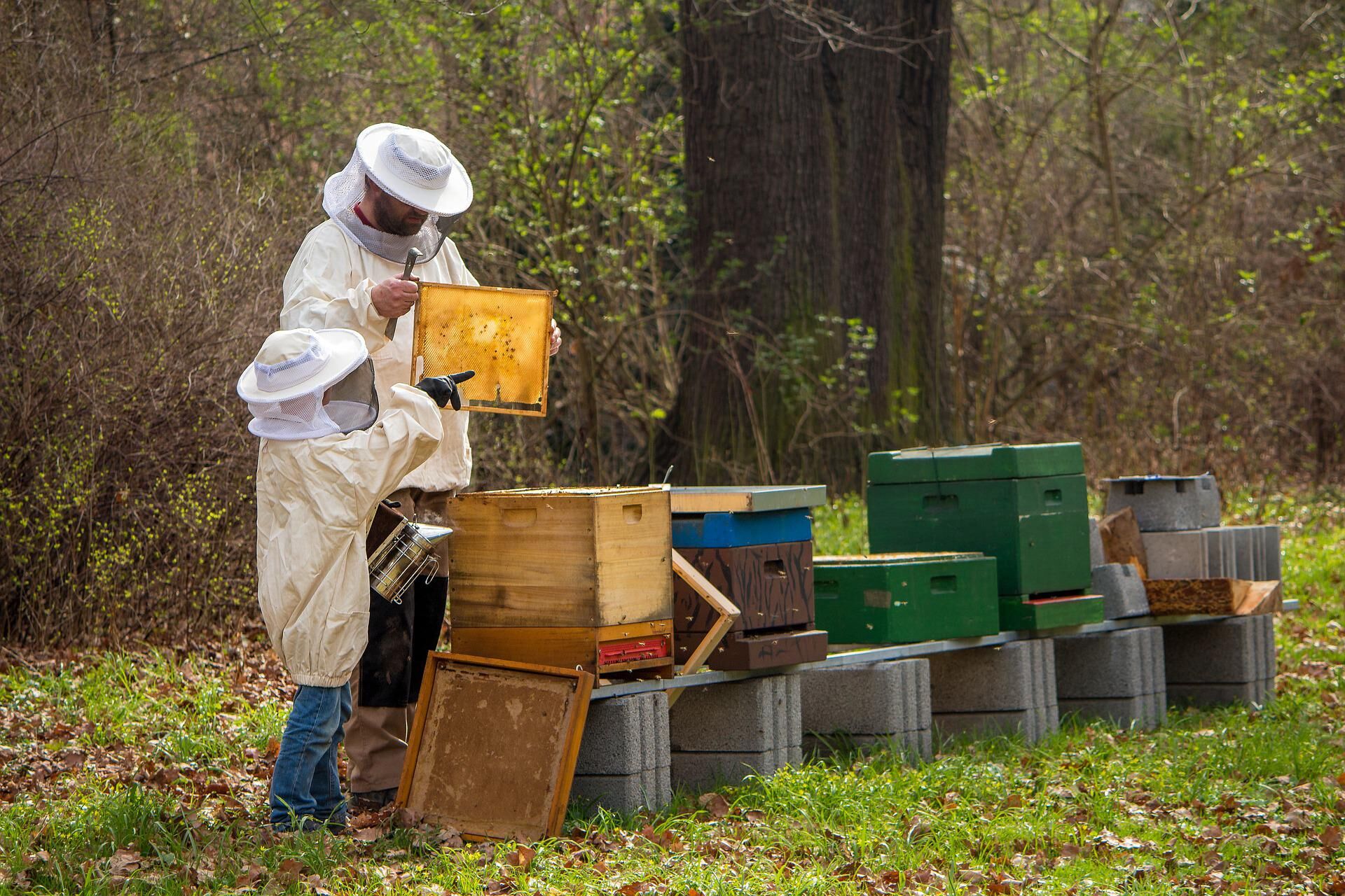 Augmenting beekeeping