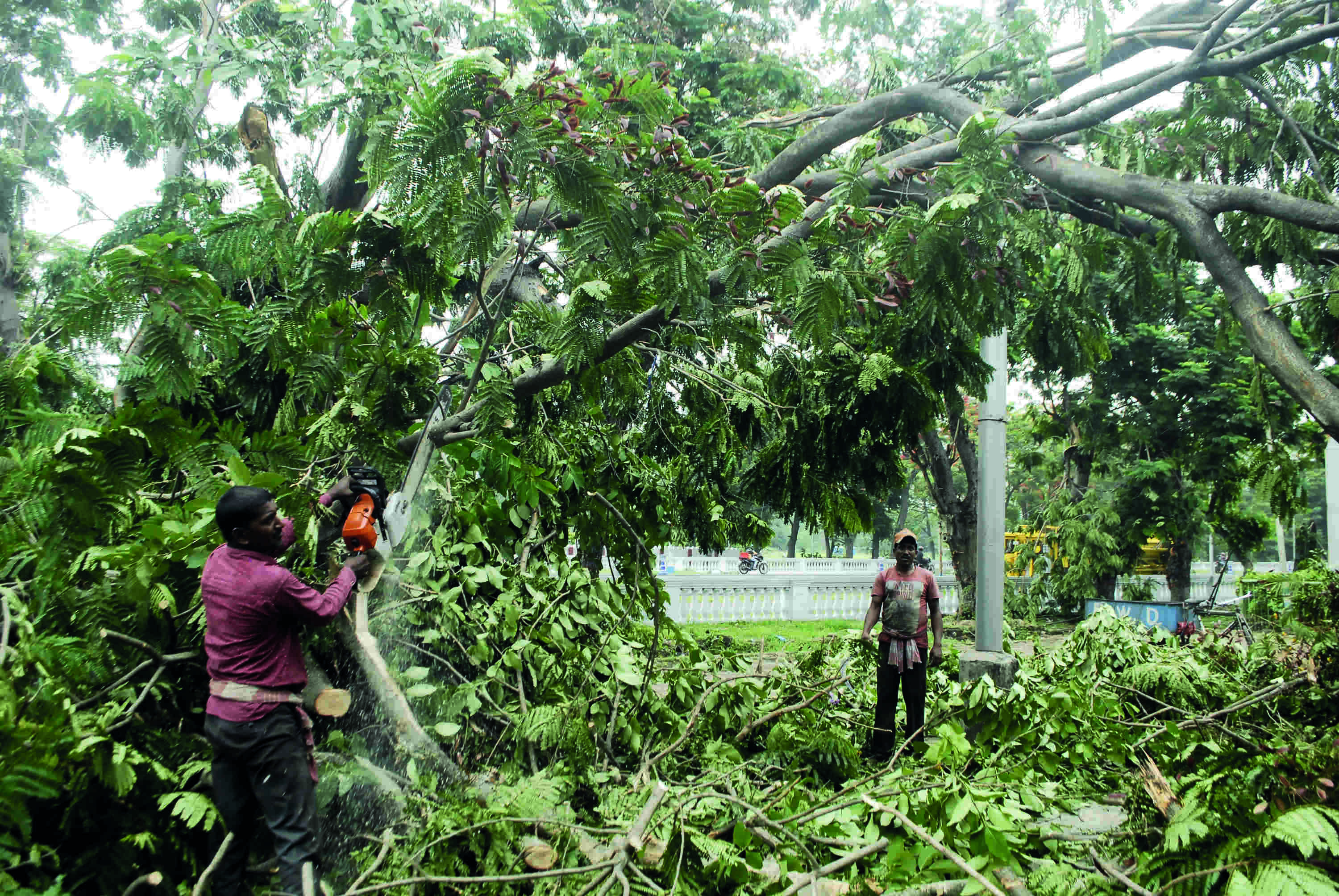 North Bengal to receive heavy showers, scattered rain in South North Bengal to receive heavy showers, scattered rain in South