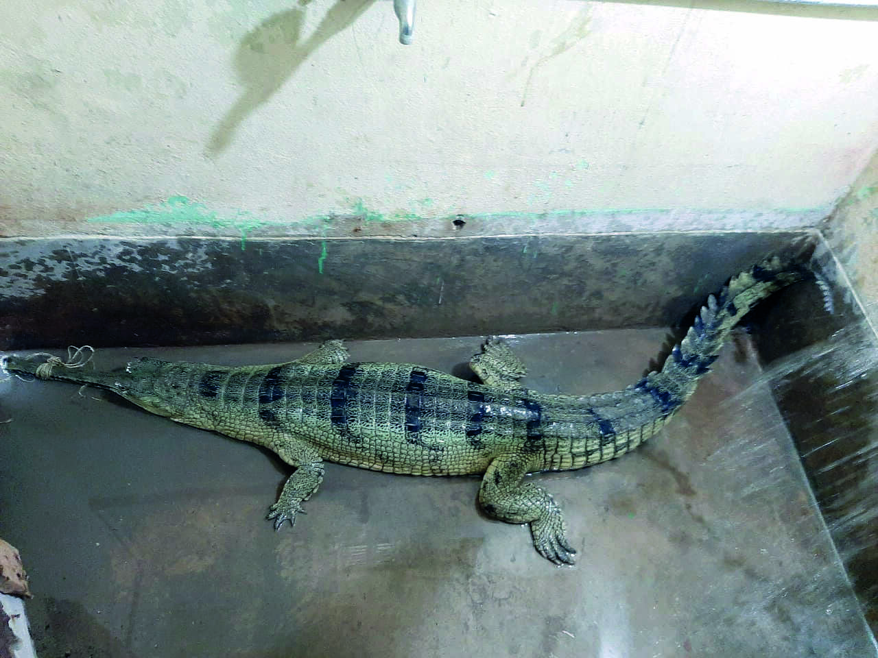 Olive ridley turtle, female gharial rescued from Malta & Bakkhali Olive ridley turtle, female gharial rescued from Malta & Bakkhali