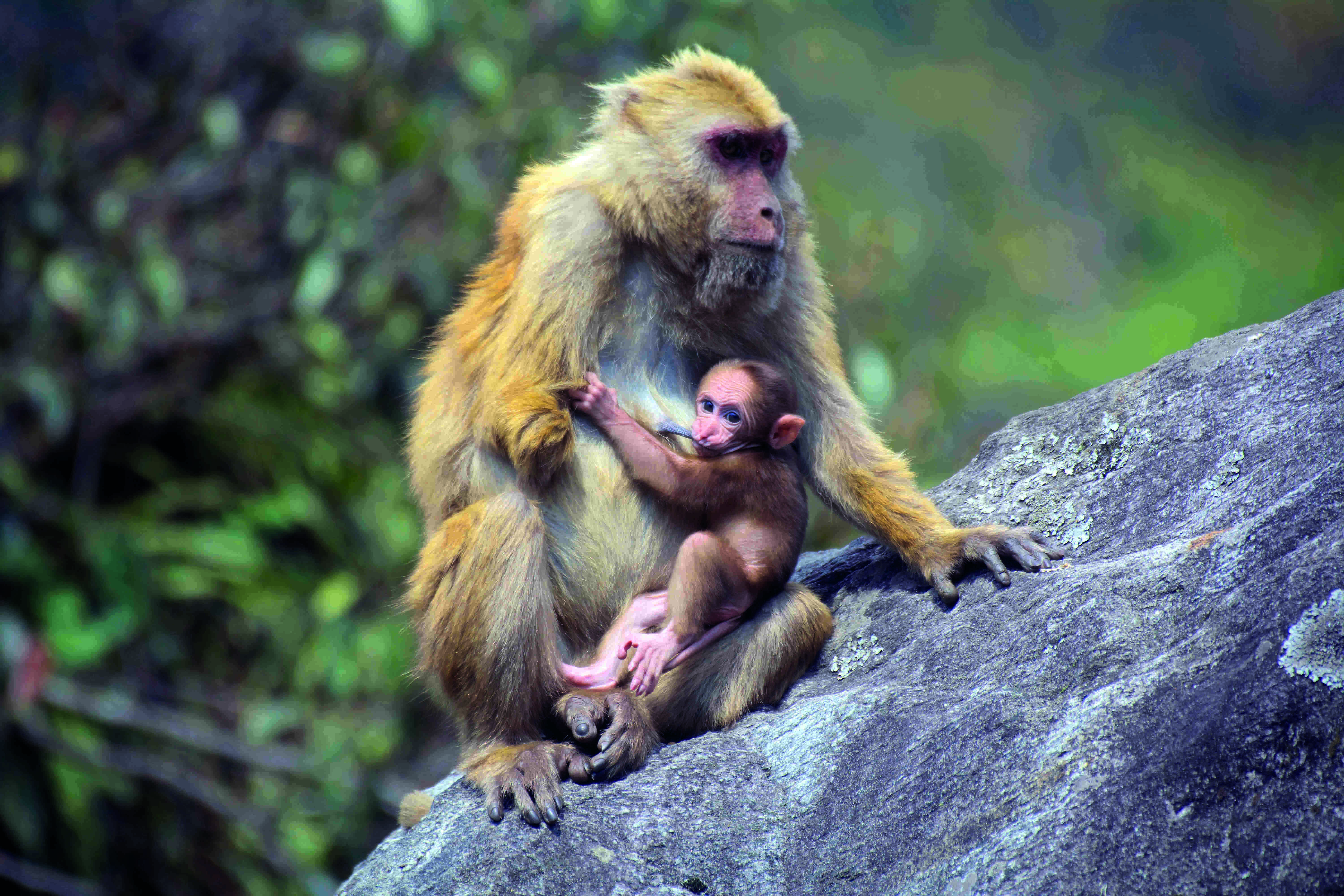 New macaque species from Arunachal interest ZSI scientists New macaque species from Arunachal interest ZSI scientists