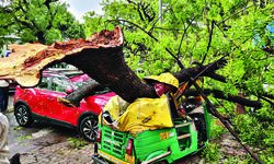 MCD planning to use uprooted trees, branches in crematoriums MCD planning to use uprooted trees, branches in crematoriums