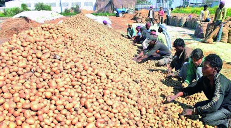 Bengal will become self-sufficient in potato seed production in 4 to 5 yrs