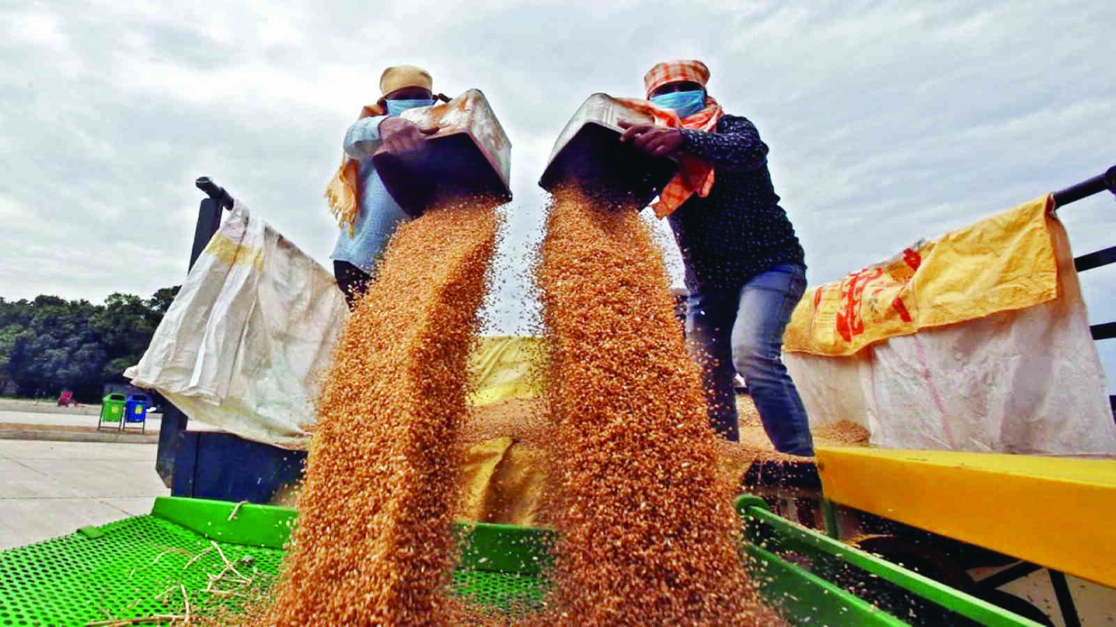India allows small amount of wheat to move out after export curb, big stocks still stuck India allows small amount of wheat to move out after export curb, big stocks still stuck