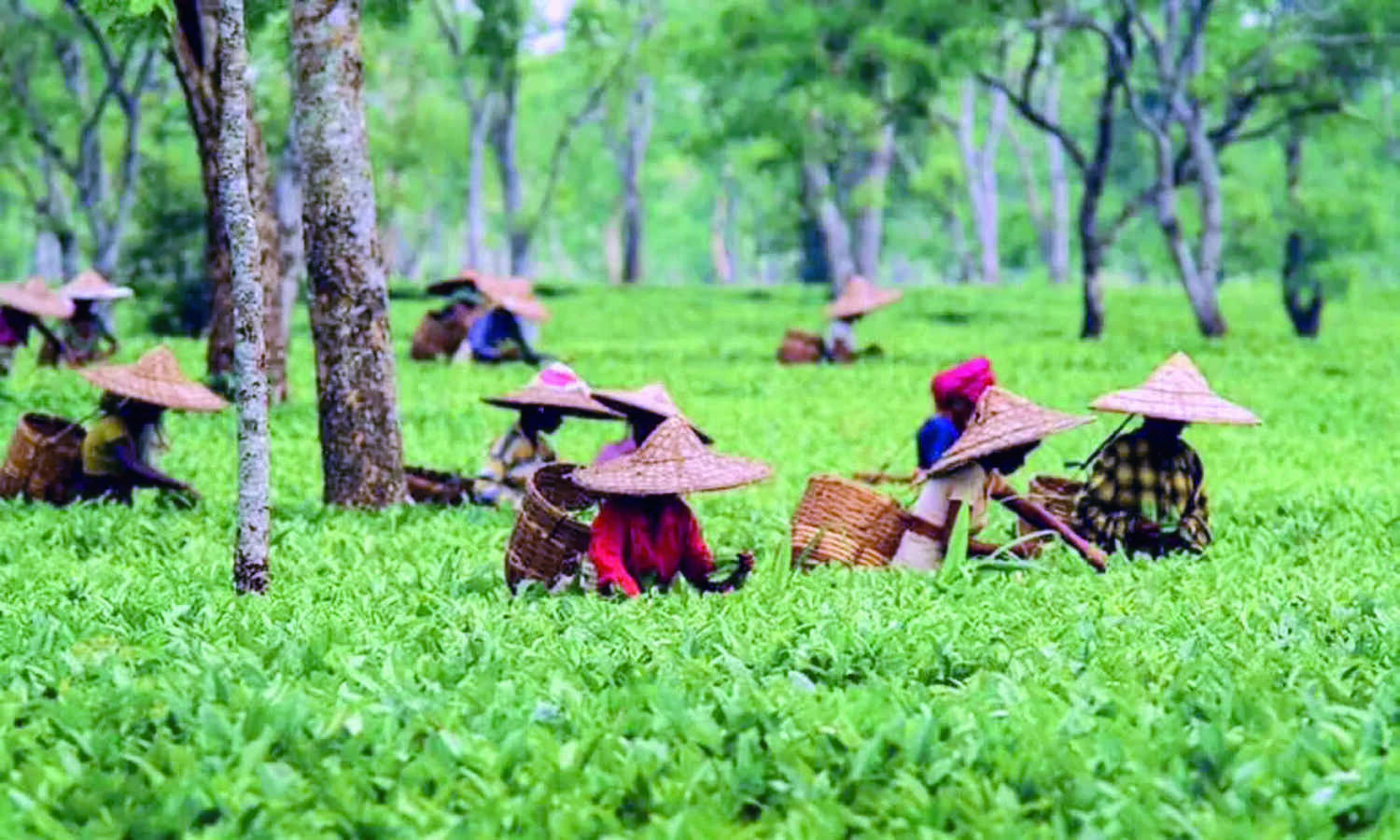 High in pesticides, countries sending back Indian tea