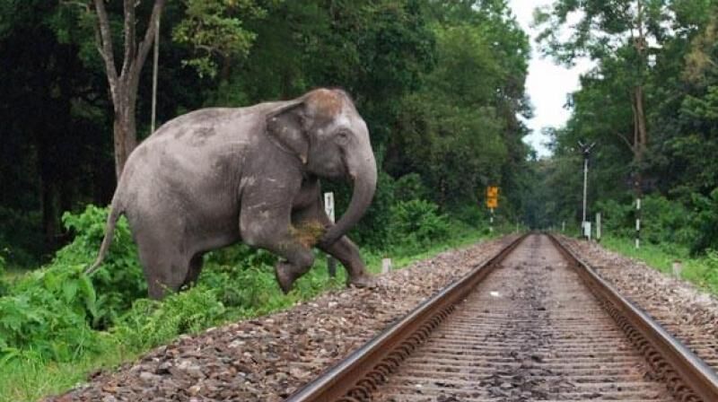 Two elephants dead after knocked down by train in Sri Lanka