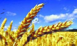 Agri Min notifies 10 varieties of heat-tolerant seeds of wheat Agri Min notifies 10 varieties of heat-tolerant seeds of wheat