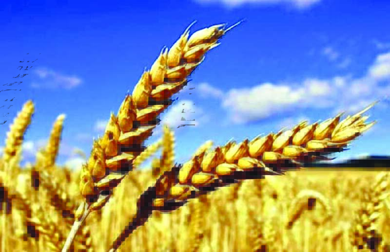 Agri Min notifies 10 varieties of heat-tolerant seeds of wheat Agri Min notifies 10 varieties of heat-tolerant seeds of wheat