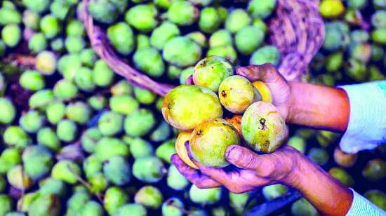 In a first, mangoes from North 24-Pgns, Hooghly to be showcased at fest in Delhi In a first, mangoes from North 24-Pgns, Hooghly to be showcased at fest in Delhi