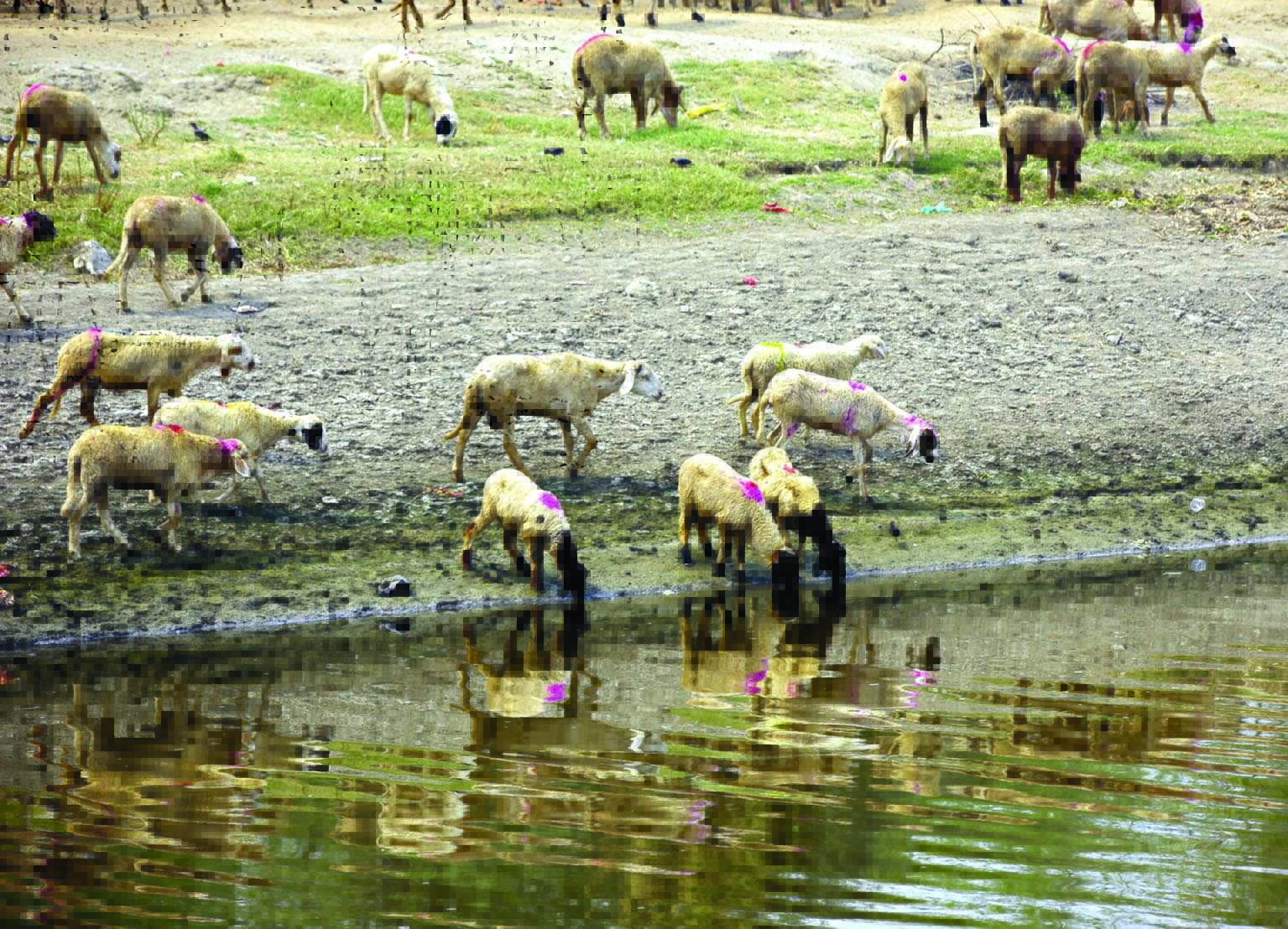 CM urges Hry to release additional water in Yamuna