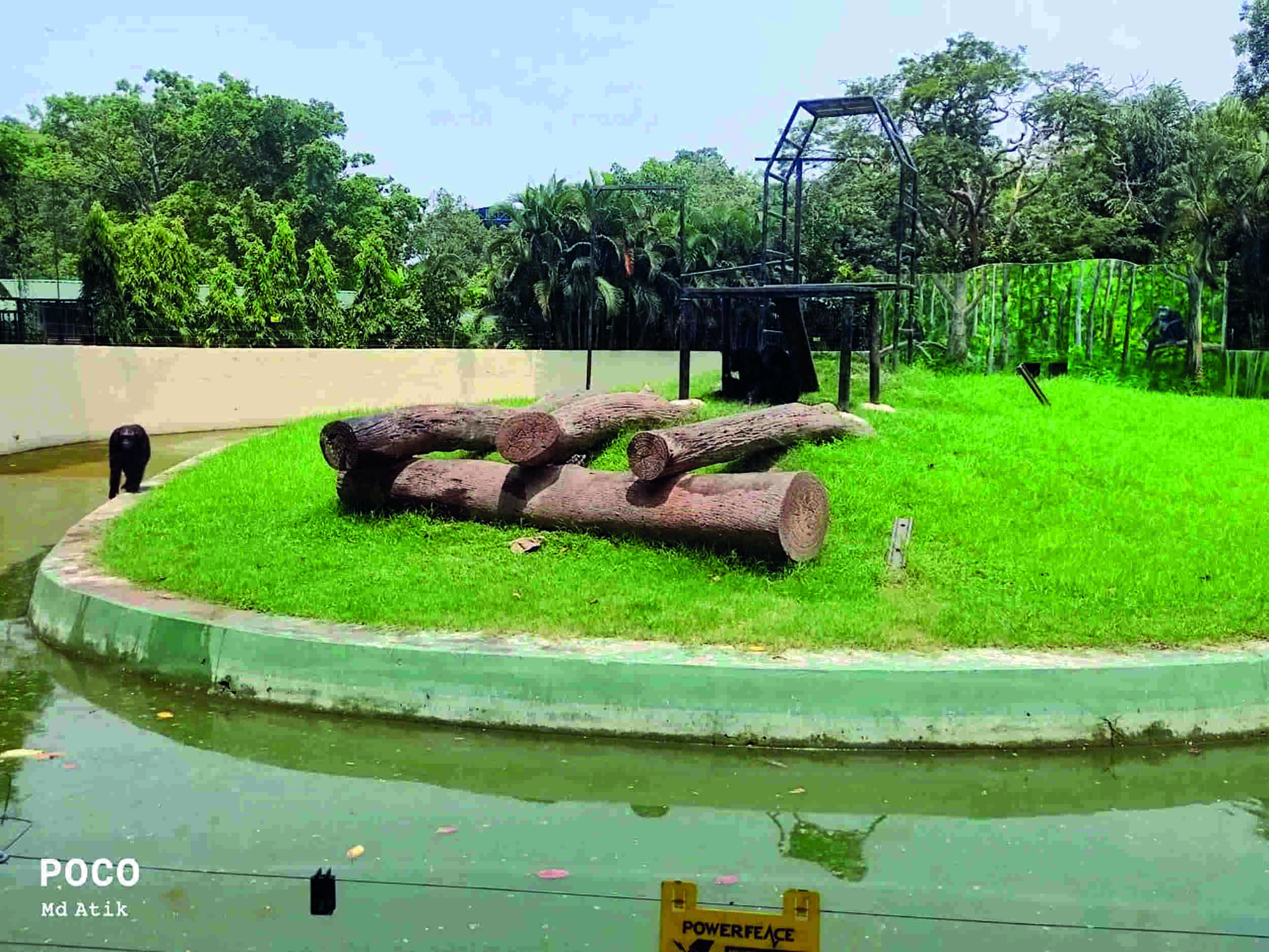 Chimpanzee briefly escapes from cage in city Zoo, tranqualised & brought back Chimpanzee briefly escapes from cage in city Zoo, tranqualised & brought back