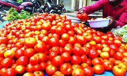 Tomato rates up 44% in Delhi in 1 month Tomato rates up 44% in Delhi in 1 month