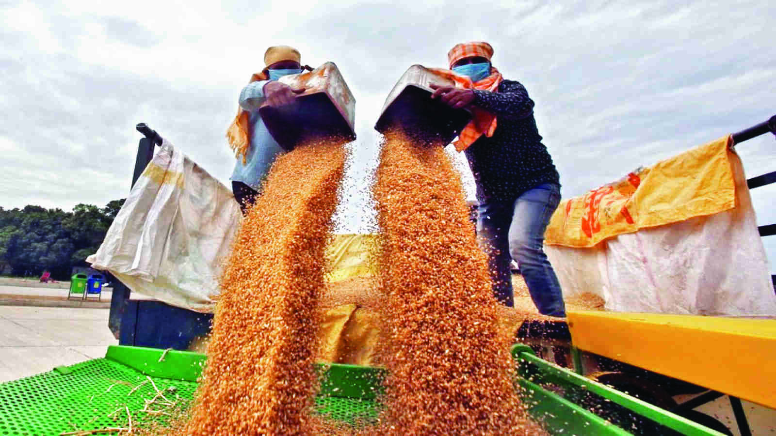 UAE suspends exports, re-exports of Indian wheat for four months