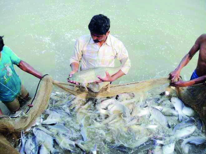 Nationalised banks harassing over loans under fishermen credit scheme Nationalised banks harassing over loans under fishermen credit scheme