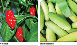 Hot & sweet Hot & sweet