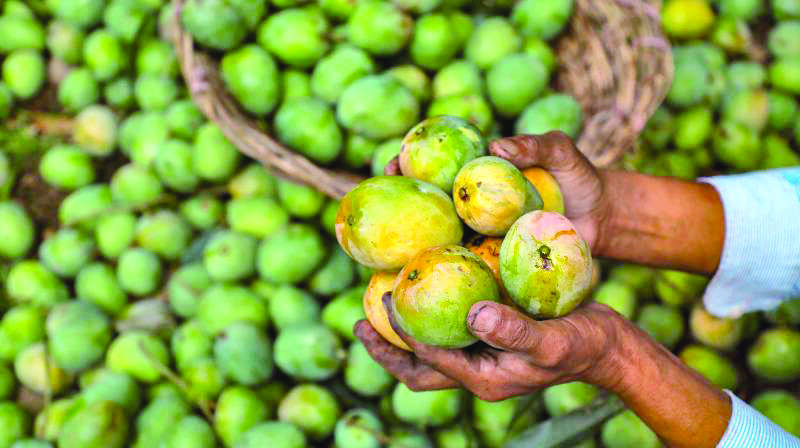 Bengal set to distribute 20 varieties of mango saplings Bengal set to distribute 20 varieties of mango saplings
