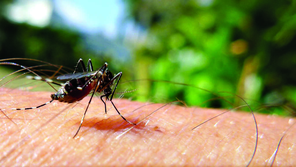 India reports 86% fall in cases since 2015, 79% reduction in deaths due to Malaria India reports 86% fall in cases since 2015, 79% reduction in deaths due to Malaria