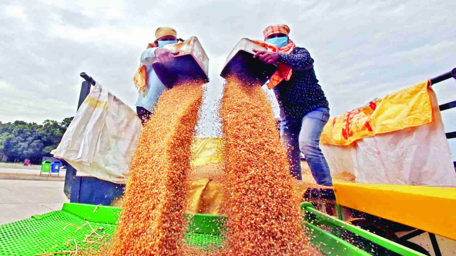 India exported 1.8 million tonnes wheat to several nations since ban India exported 1.8 million tonnes wheat to several nations since ban