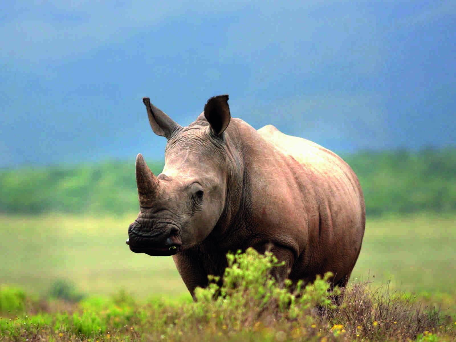 State shelves plan to relocate rhinos State shelves plan to relocate rhinos