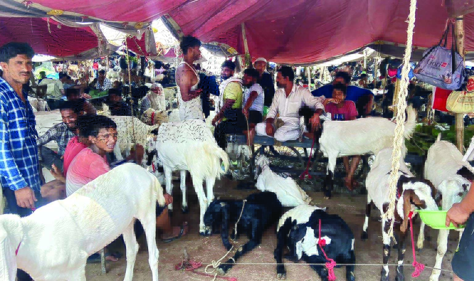 Eid-ul-Adha: Decked up goats take over Delhis Meena Bazaar Eid-ul-Adha: Decked up goats take over Delhis Meena Bazaar