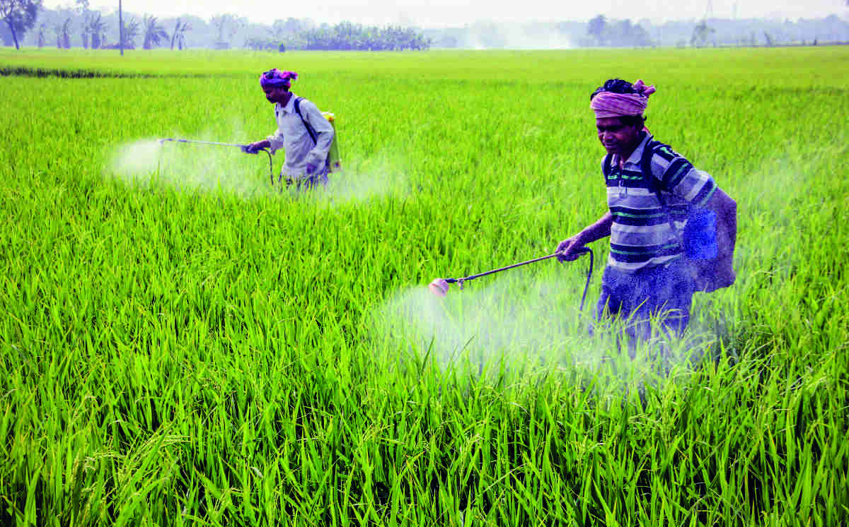 Paddy sowing down by 24% so far due to less rains in some parts: Govt data Paddy sowing down by 24% so far due to less rains in some parts: Govt data