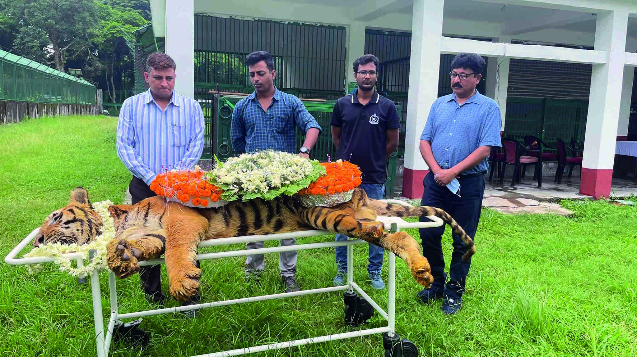 Countrys oldest tiger Raja dies at the age of 25 in Dooars Countrys oldest tiger Raja dies at the age of 25 in Dooars