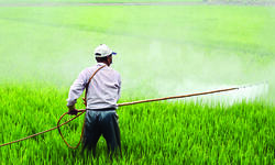 Urea diversion to industrial units causing subsidy loss of Rs 6,000 cr Urea diversion to industrial units causing subsidy loss of Rs 6,000 cr