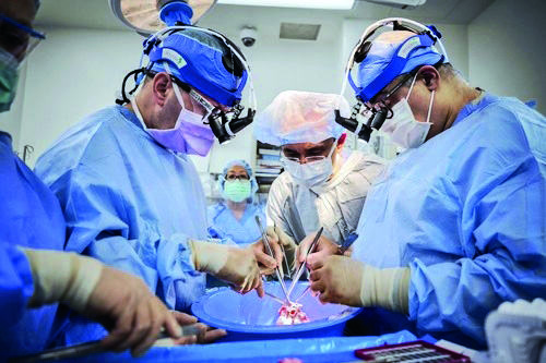 Pig heart transplants succeed in brain-dead recipients in US