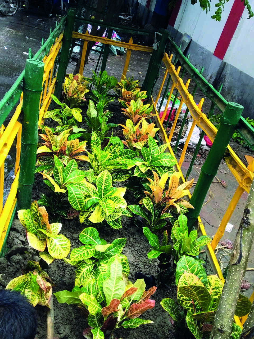 KMC starts building green verges at major thoroughfares in city KMC starts building green verges at major thoroughfares in city
