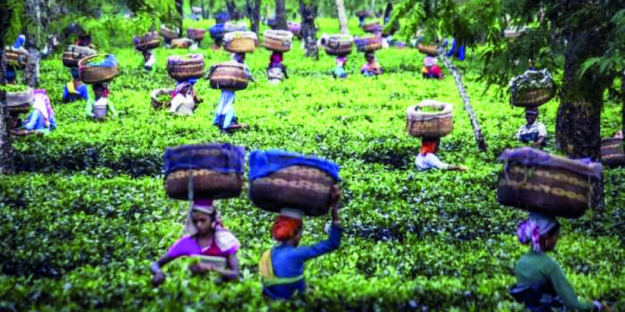 Bundapani Tea Garden to reopen on July 25 after being deserted for 9 yrs Bundapani Tea Garden to reopen on July 25 after being deserted for 9 yrs