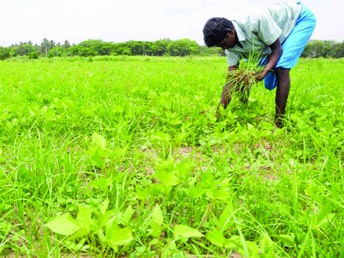 Bengal records highest increase in income of large farmers in India Bengal records highest increase in income of large farmers in India