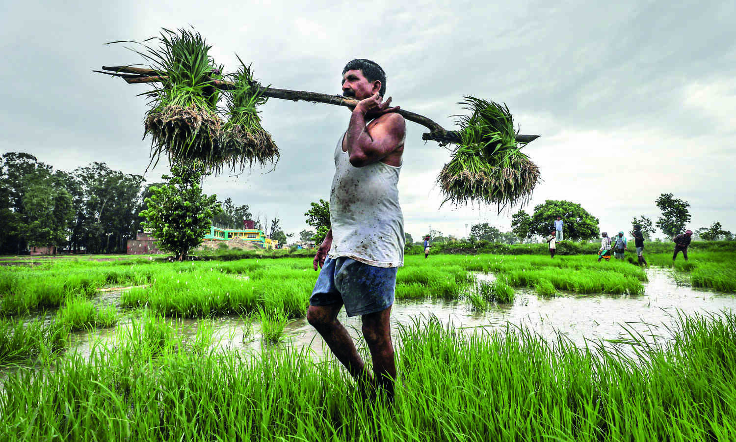 Centre sets up committee to strengthen MSP system