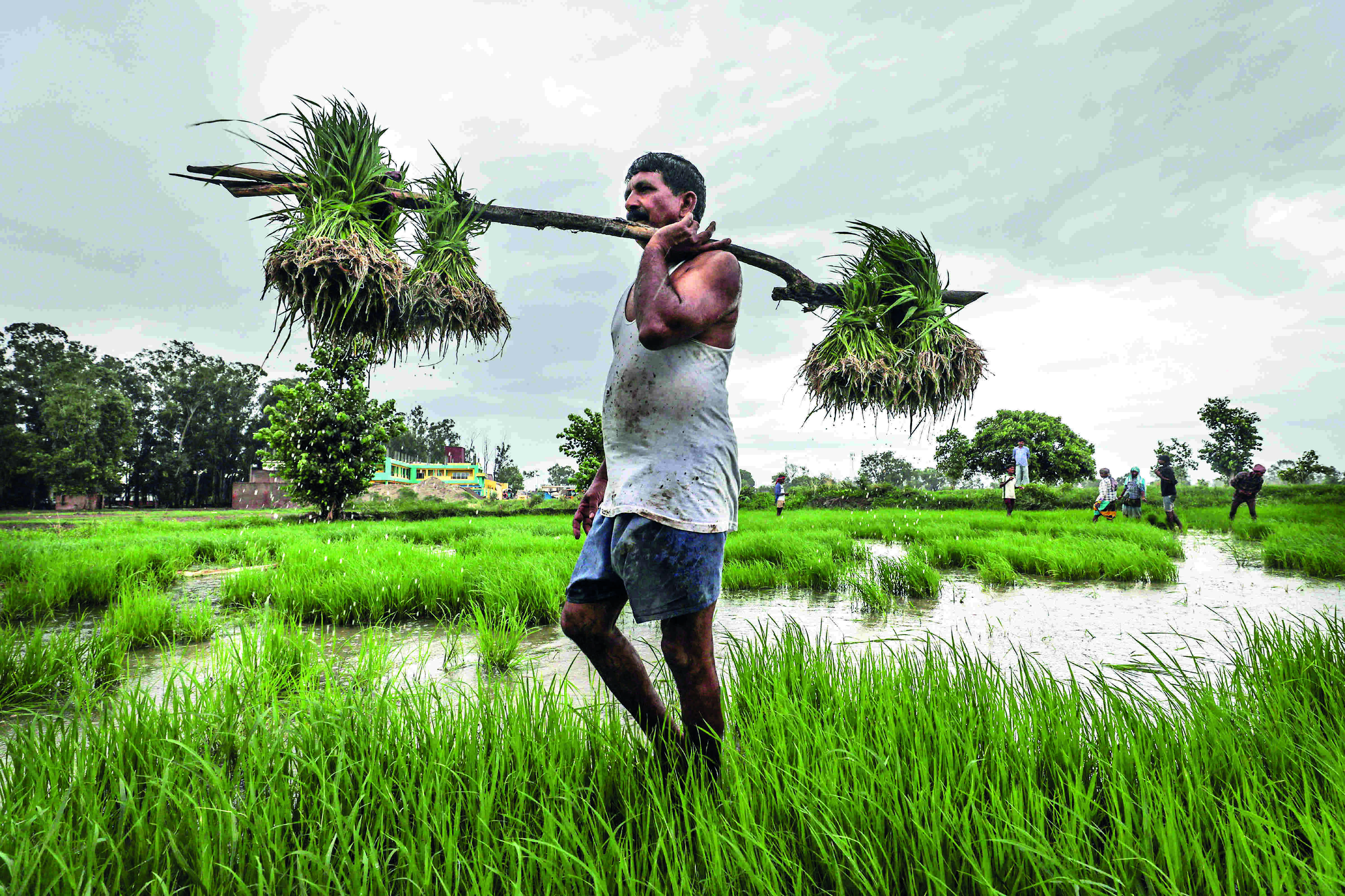 Centre sets up committee to strengthen MSP system Centre sets up committee to strengthen MSP system