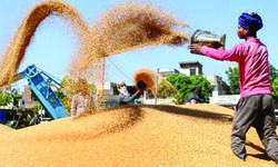 Parl panel urges govt to rope in more states for grain procurement scheme Parl panel urges govt to rope in more states for grain procurement scheme