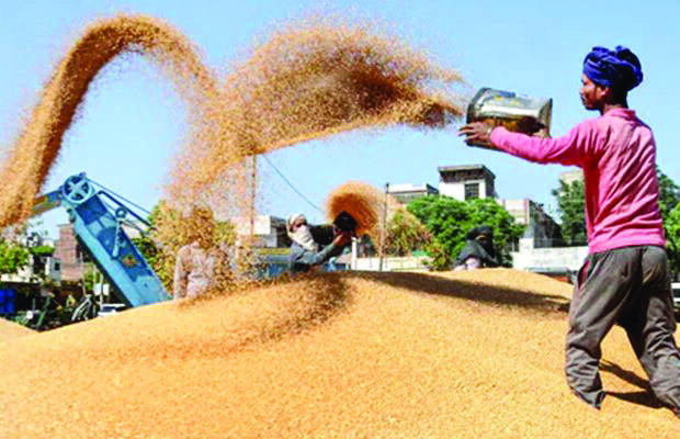 Parl panel urges govt to rope in more states for grain procurement scheme Parl panel urges govt to rope in more states for grain procurement scheme