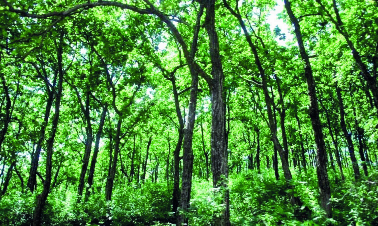 States cant permit non-forest activities on forest land without Centres nod: SC