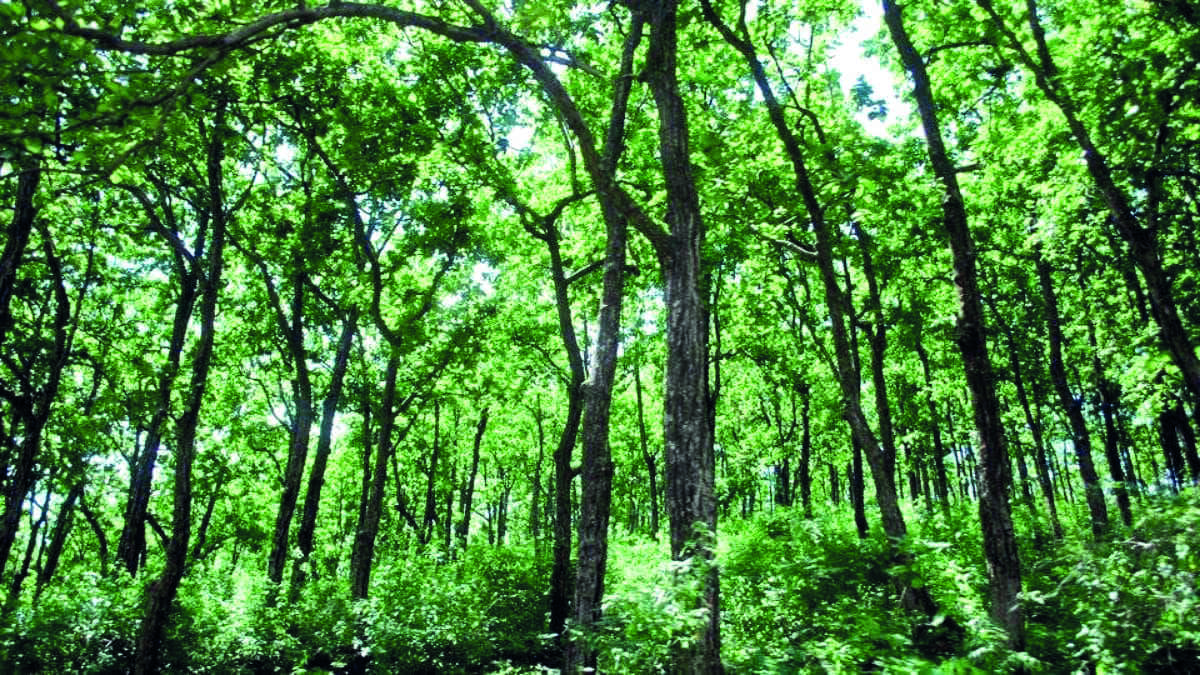 States cant permit non-forest activities on forest land without Centres nod: SC States cant permit non-forest activities on forest land without Centres nod: SC