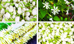 Prestige of fragrance