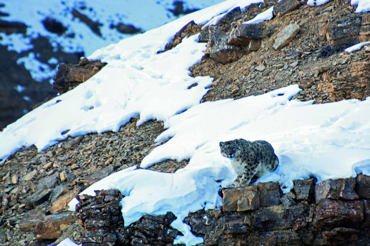 Spiti valley: Study evaluates occurrence patterns of snow leopards and its prey Spiti valley: Study evaluates occurrence patterns of snow leopards and its prey